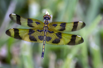 Halloween Pennant Dragonfly - image gratuit #382645 