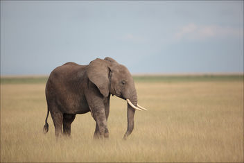 Elephanteau en brousse - image #383515 gratis