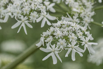 Schermbloem- Apiaceae or Umbelliferae - бесплатный image #384185