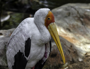 Yellow-Billed Stork - image #385055 gratis