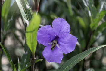 Petunia Pollinator - image gratuit #385215 