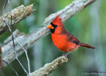 Male Cardinal - Kostenloses image #386995