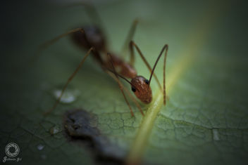 Ants - image #387025 gratis