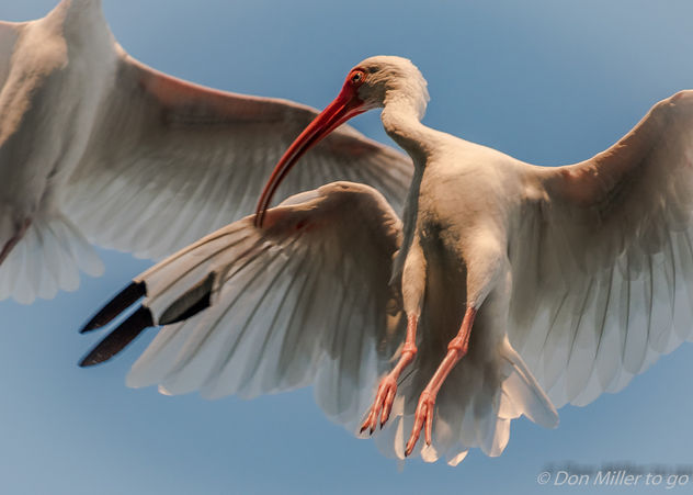 Ibis Preening in Flight - image gratuit #389015 