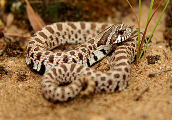 Plains Hognose Snake (Heterodon nasicus nasicus) - image gratuit #389365 