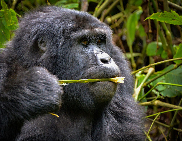 Mountain Gorilla, Uganda - Kostenloses image #389845