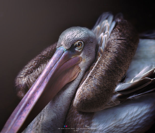Brown Pelican - Kostenloses image #395135