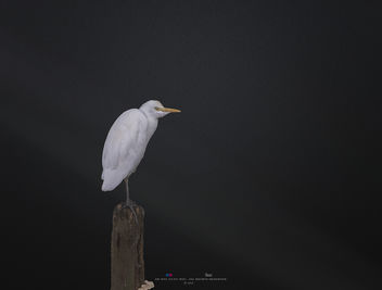 Lonely bird - Kostenloses image #395485