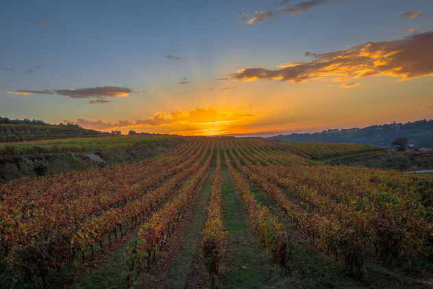 Vineyard sunset - Free image #397585