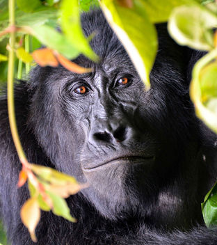Mountain Gorilla, Uganda - бесплатный image #398025