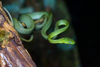 Boiga cyanea, Green cat snake - Kaeng Krachan National Park - image #403495 gratis