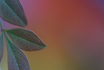 Leaves and colors ... - image #403535 gratis