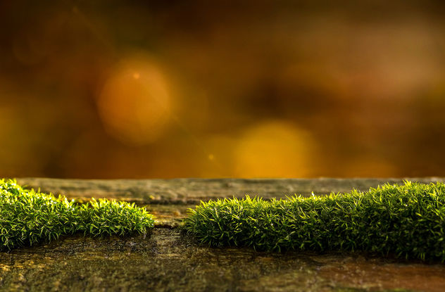 Moss on Wood - Kostenloses image #404235