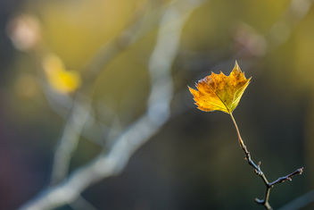 Golden leaf! - image #407375 gratis