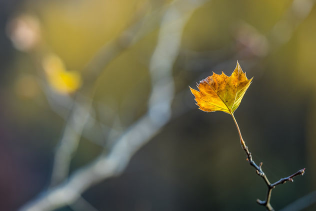 Golden leaf! - бесплатный image #407375