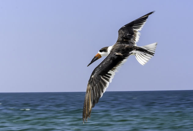 Skimmer Flying - бесплатный image #408235