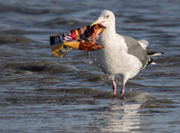 Stop Trashing My Ocean ... - image #411135 gratis