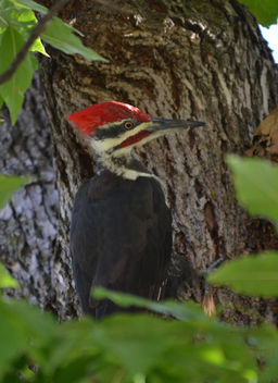 Pilot Woodpecker - image #412375 gratis