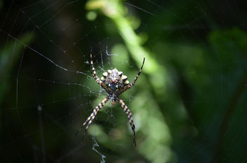 Golden Orb Spider - image #412455 gratis