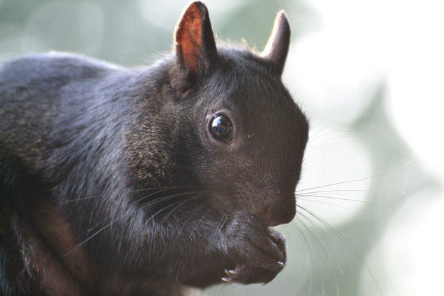 Black Squirrel - Kostenloses image #413095