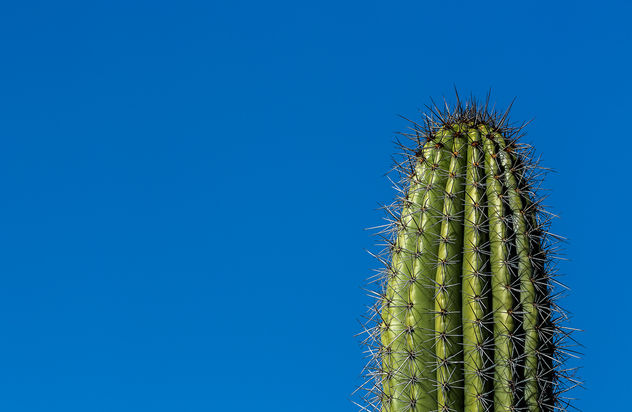 One cactus - бесплатный image #413395