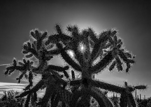 Sun and cactus spines - image #414015 gratis
