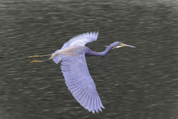 Heron in Flight - image #414555 gratis