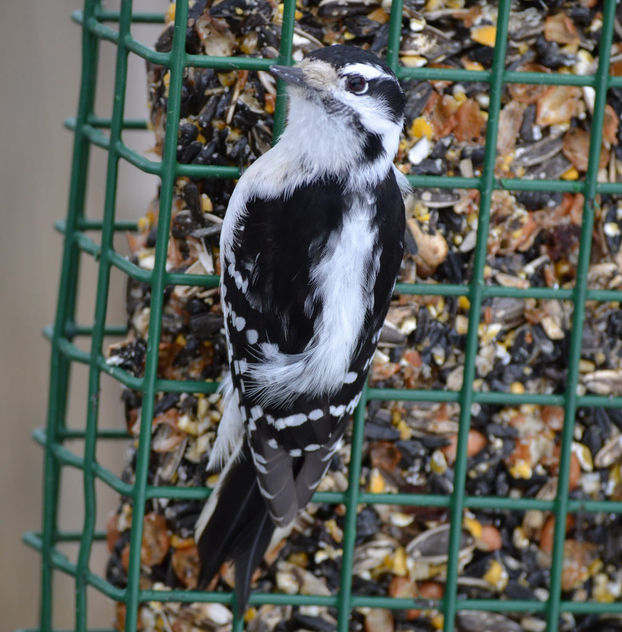 Female Downy Woodpecker - image #417355 gratis