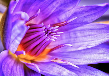 Water Lily - image gratuit #417695 
