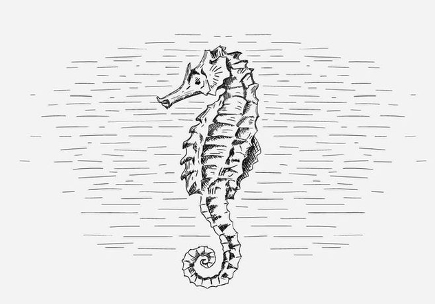 Free Vector Seahorse Illustration - Free vector #419035