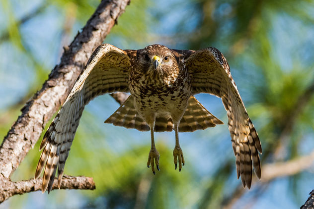 Immature Red-shouldered Hawk - Free image #421165