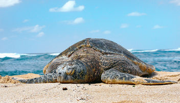 Sea Turtle. (superfamily Chelonioidea) - бесплатный image #423405