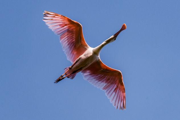 Roseate Spoonbills are back - Free image #423415
