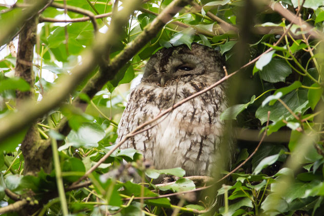 Tawny Owl - image gratuit #424815 