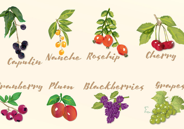 Watercolor Fruits - Kostenloses vector #425035