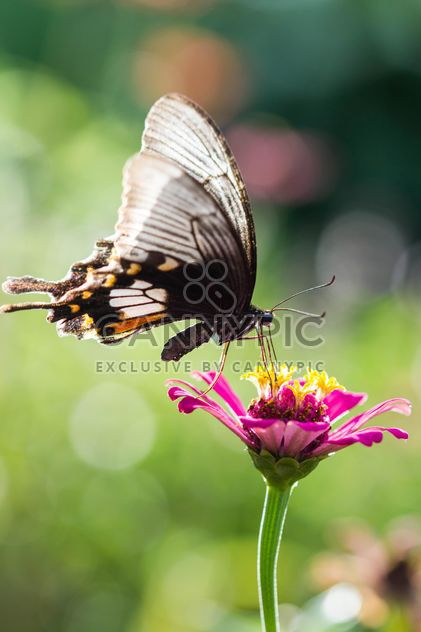 Black butterfly on pink flower - image gratuit #428735 
