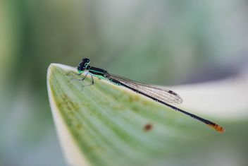 Dragonfly on green leaf - image #428765 gratis