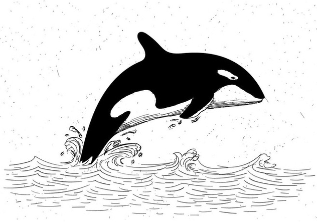 Free Vector Hand Drawn Killer Whale Illustration - бесплатный vector #429465