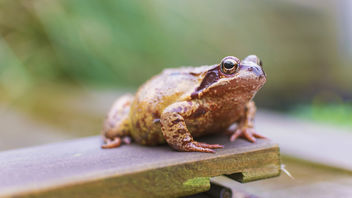 Fat Frog - Kostenloses image #429705