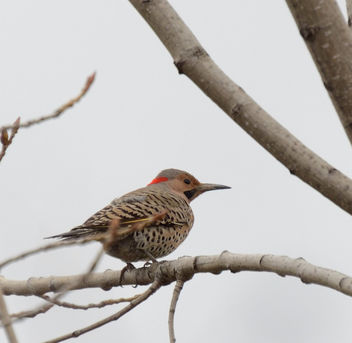 Northern Flicker...or is it Flickr? - Free image #431145