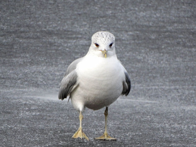 Common gull // Larus canus - бесплатный image #431765