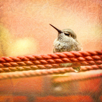 Hummingbird - image gratuit #433345 