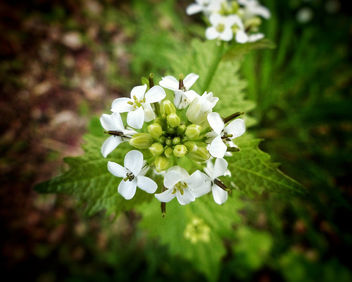 Beautiful white flower - бесплатный image #434015
