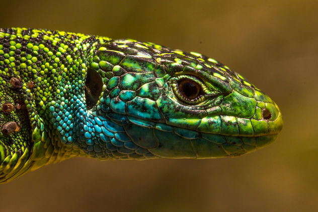 Lacerta bilineata (Western green lizard) - image #435625 gratis