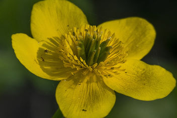 Buttercup - Kostenloses image #435645