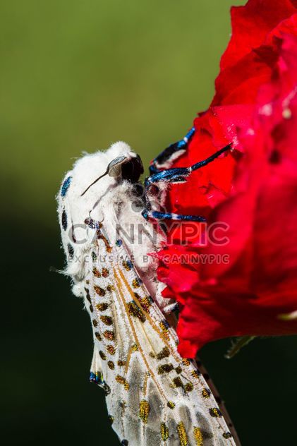 moth on red rose - Free image #438995