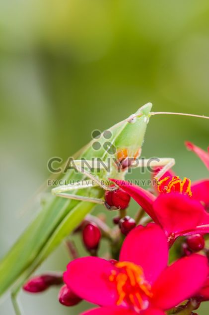long head grasshopper - image gratuit #439005 