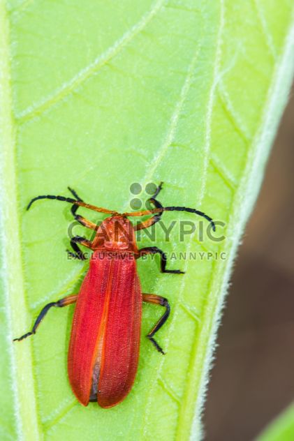 Red bug on green leaf - image #439065 gratis