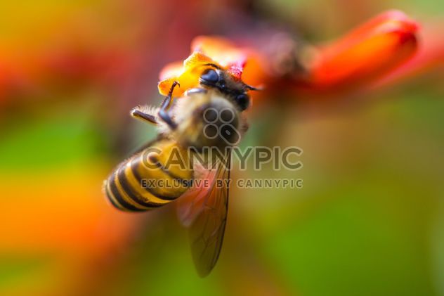 Little bee - image #439075 gratis