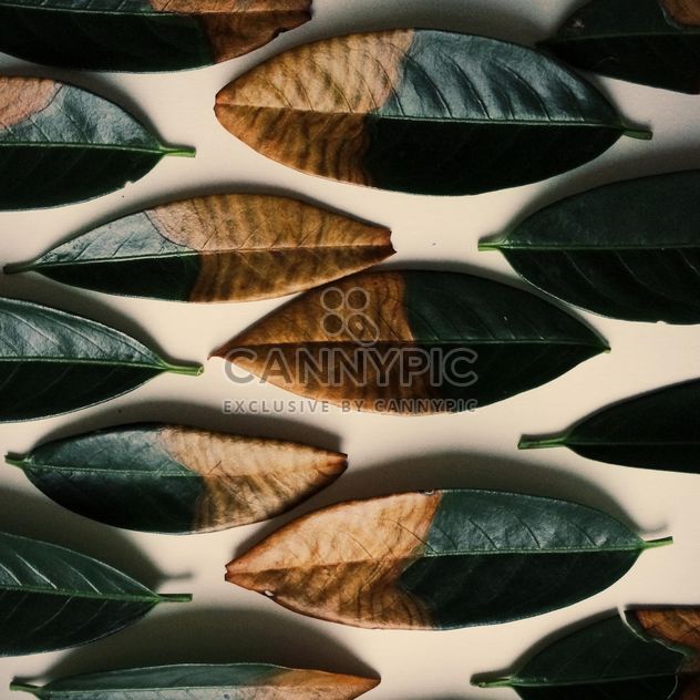 Collection of beautiful two colored autumn leaves - Kostenloses image #439105
